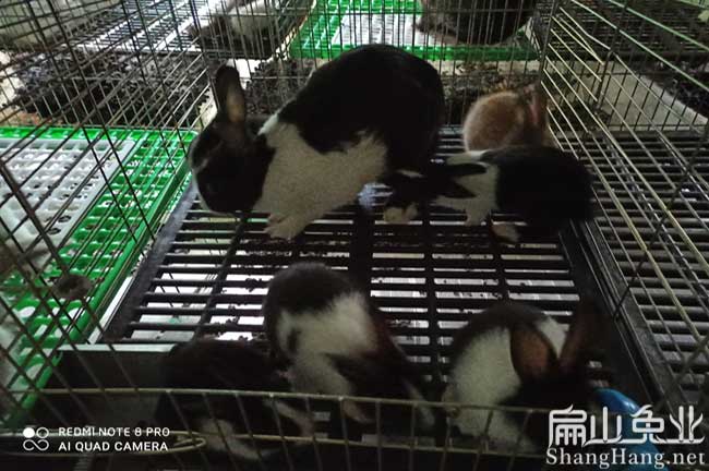 龍巖老鼠兔養殖