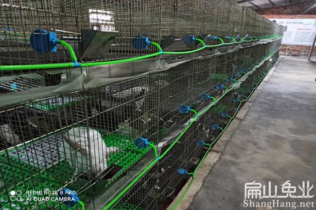 龍巖竹鼠養殖