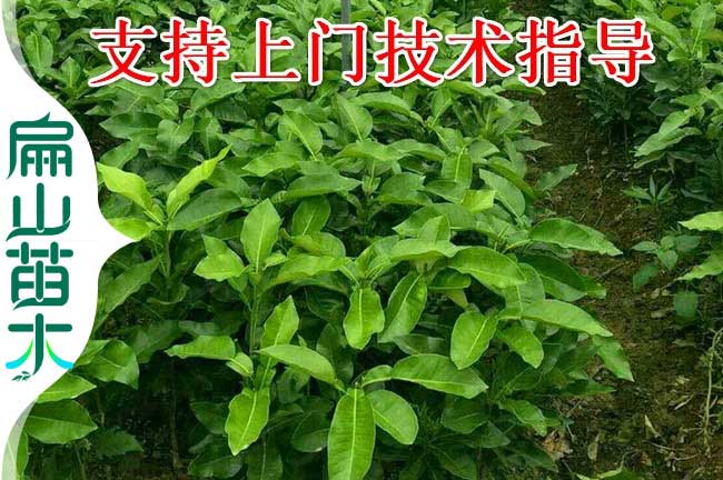 龍巖紅皮柚子苗批發