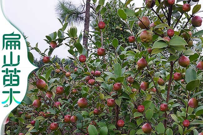 油茶種植技術