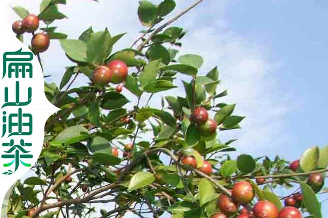 閩優油茶苗
