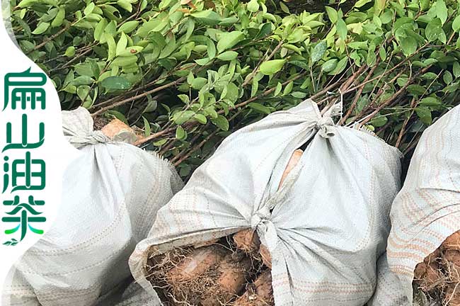 袋裝油茶苗 廣西高產穩產畝產量多少斤茶油果-扁山油茶