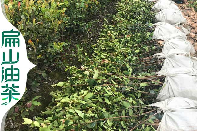 鷹潭油茶基地批發大果油茶苗2年嫁接紅花茶樹苗-扁山油茶