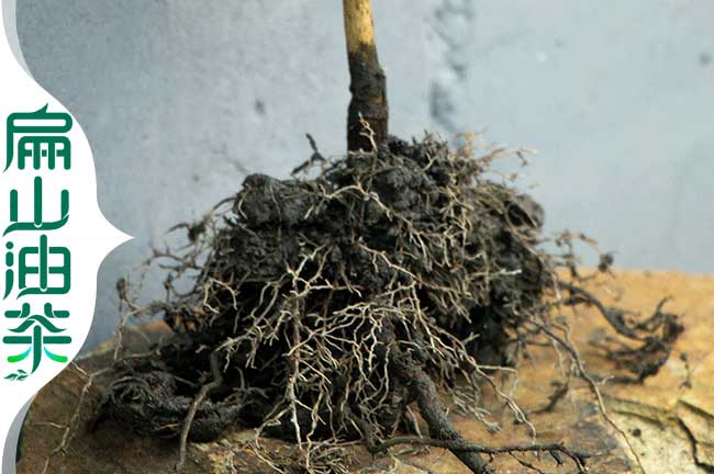 批發嫁接軟枝油茶苗1-2-3年杯苗長林53湘林210號培育-扁山油茶