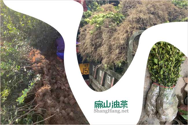 新型：嫁接大果紅花油茶苗杯苗袋裝營養袋茶樹苗批發-扁山