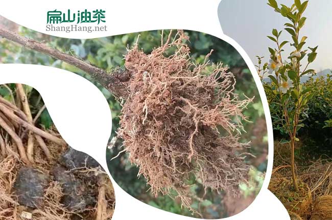 宜春油茶苗批發