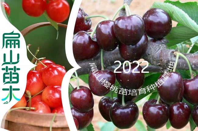 融水櫻桃樹苗批發
