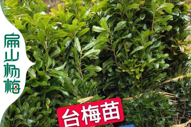 臺梅苗批發