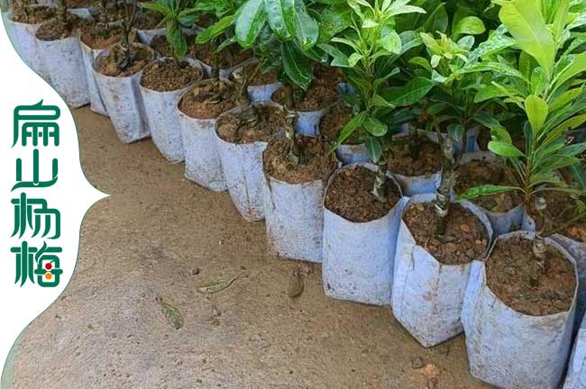 叁公分東魁楊梅中杯苗批發 桂林百色欽州水晶1年-扁山楊梅苗