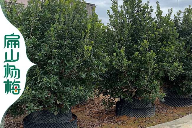 2年江蘇50公分淮安泰州東魁楊梅小杯苗批發8元/珠-江蘇楊梅苗