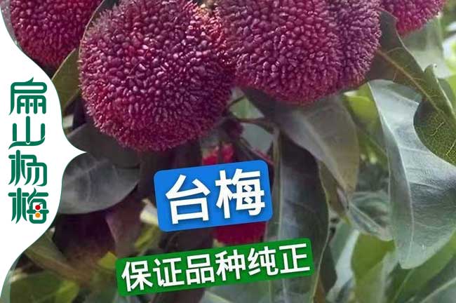 蘇州臺梅苗批發