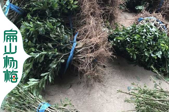 大東魁楊梅果