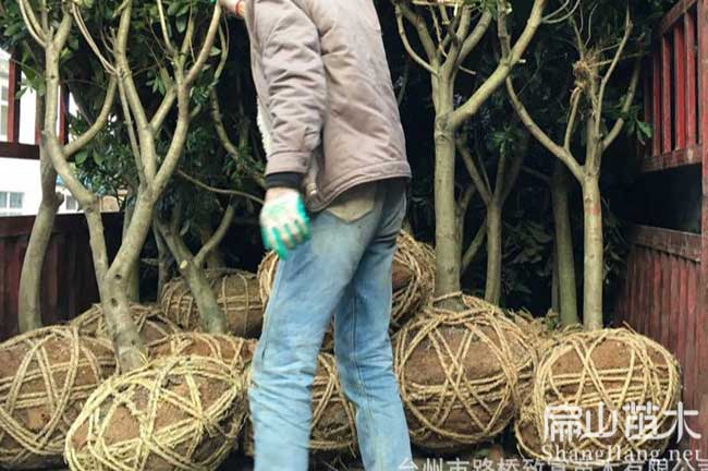 [大黑炭楊梅苗批發]上饒大黑炭楊樹杯苗6.8元/珠-扁山楊梅