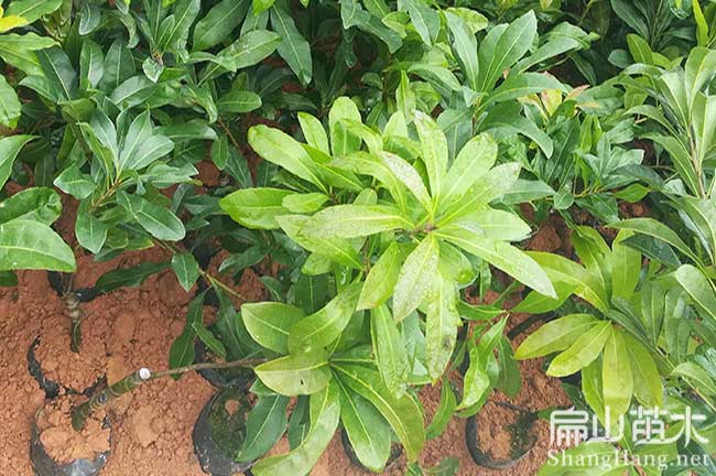 [大楊梅杯苗批發]四川南充順慶浙江大黑炭1年苗-扁山楊梅
