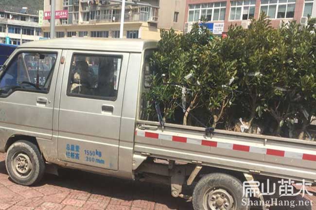 合江縣楊梅苗批發
