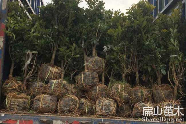 興國烏梅批發