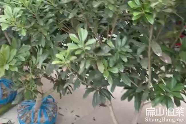 大理東魁楊梅苗批發 大理東魁楊梅苗批發多少米-扁山油茶