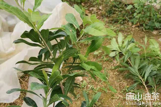 萬州楊梅苗批發
