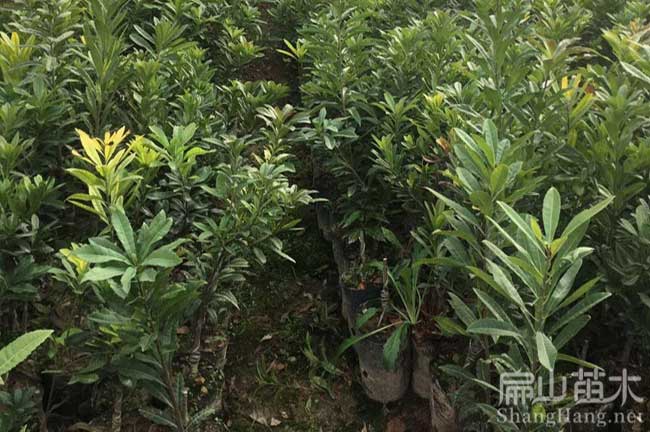 大渡口楊梅種植 大渡口區東魁大黑炭水晶楊梅苗-扁山楊梅