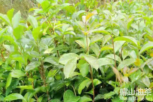 馬鞍山油茶種植基地?安徽馬鞍山茶樹苗批發