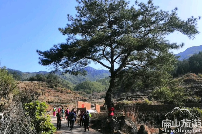 扁山迎客松風景