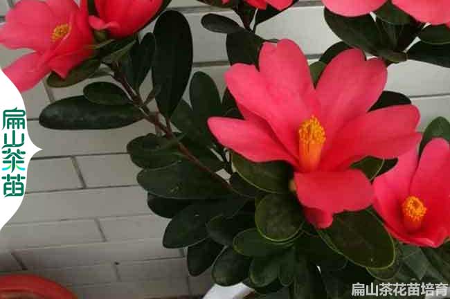 平頂山茶花苗批發