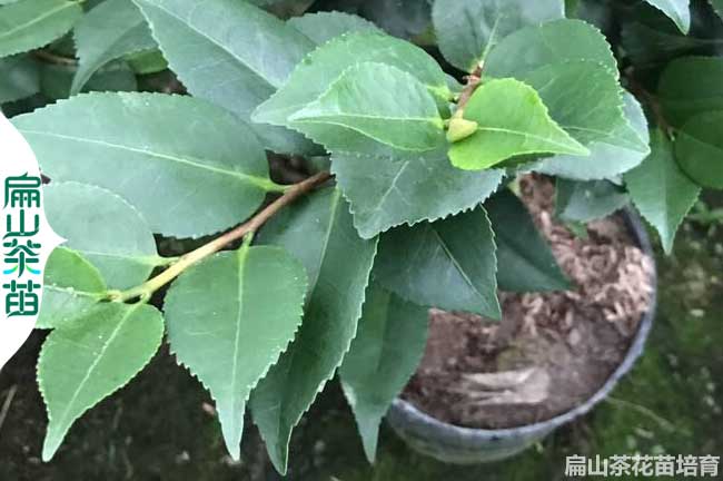 周口小杯茶花苗批發