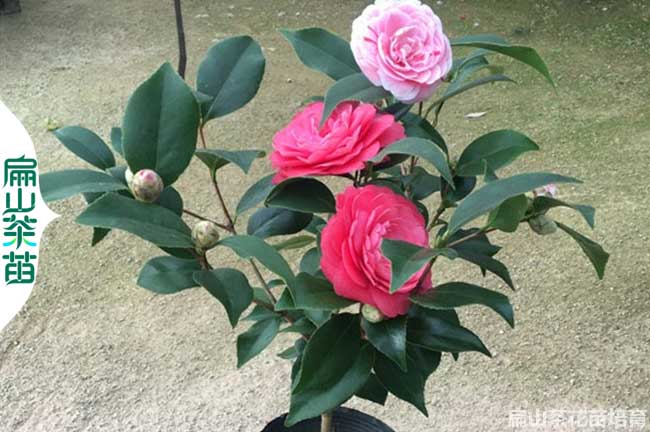 福建三色茶花苗批發