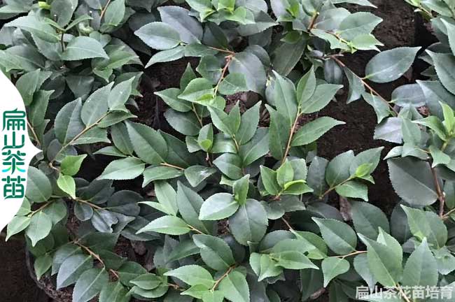培育新鄉3色茶花苗.長林湘林油茶樹苗.新鄉龍井茶葉苗30CM