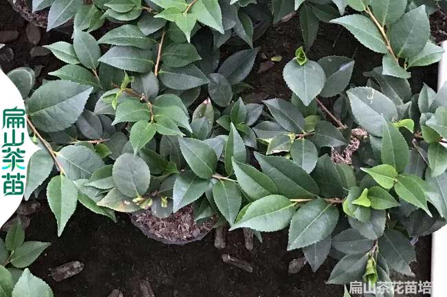 三亞茶花小杯苗批發