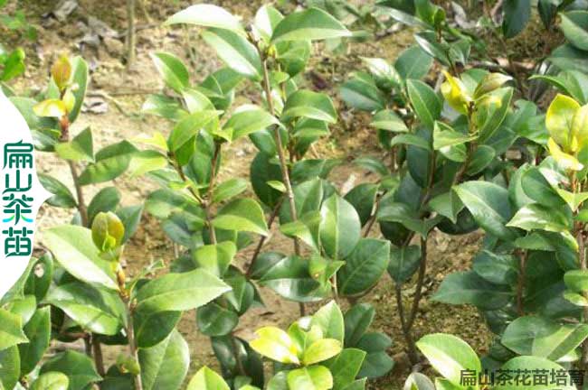 平頂山多色茶花苗批發
