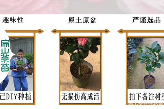 焦作茶花苗發貨