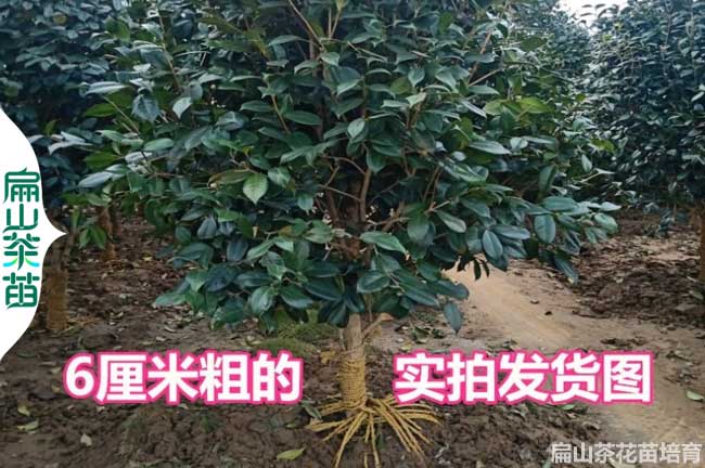 景德鎮茶花苗培育