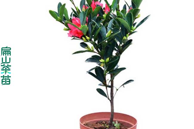 新余茶花小杯苗批發