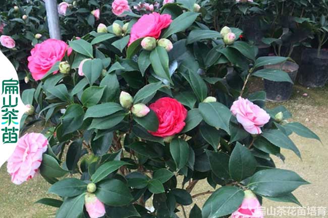 支持出口 萍鄉茶葉苗.油茶營養袋小杯苗.萍鄉茶花苗30-50CM