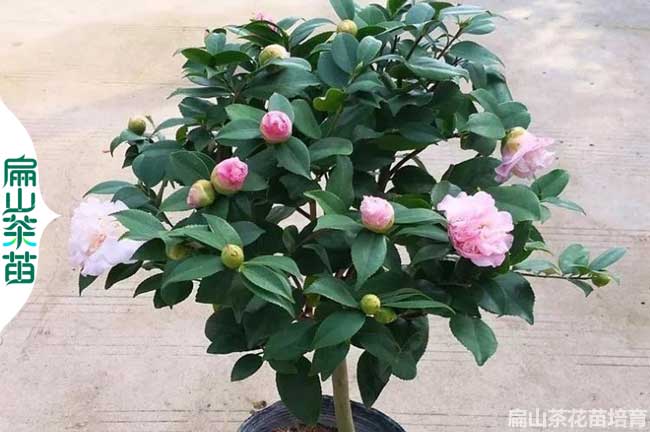 [標準茶花苗培育批發基地]贛州有油茶苗.茶葉苗小杯苗2元