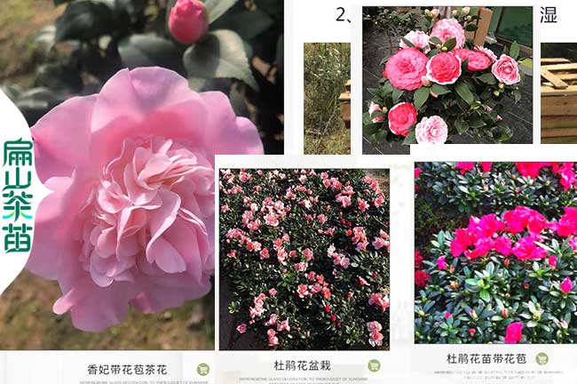 新鄉茶花苗批發
