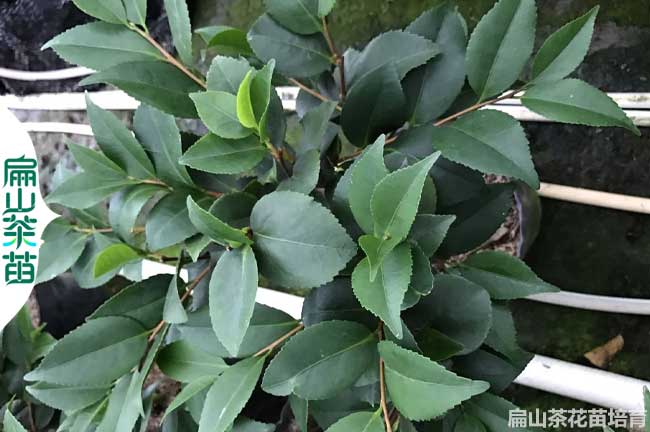 濟源茶花苗批發