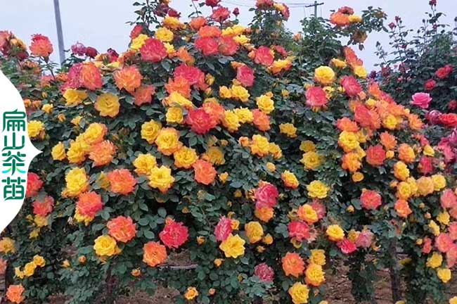 福建3色茶花苗批發