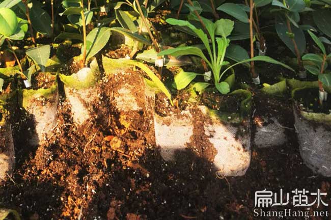 南昌油茶苗批發