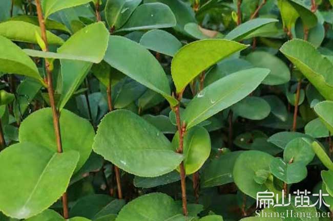 濮陽油茶苗
