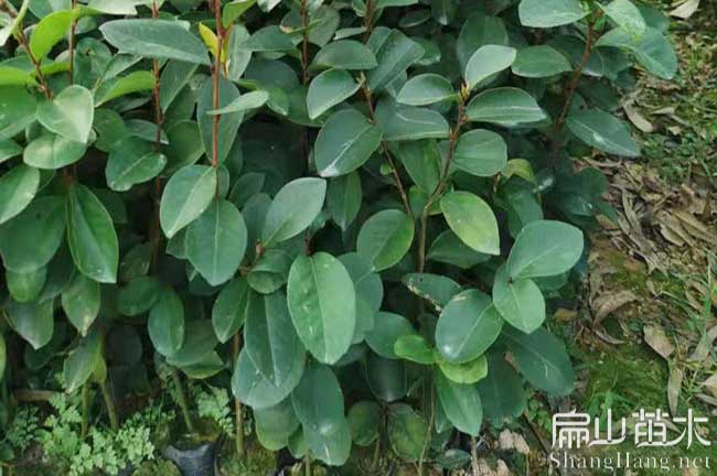 德化油茶苗批發