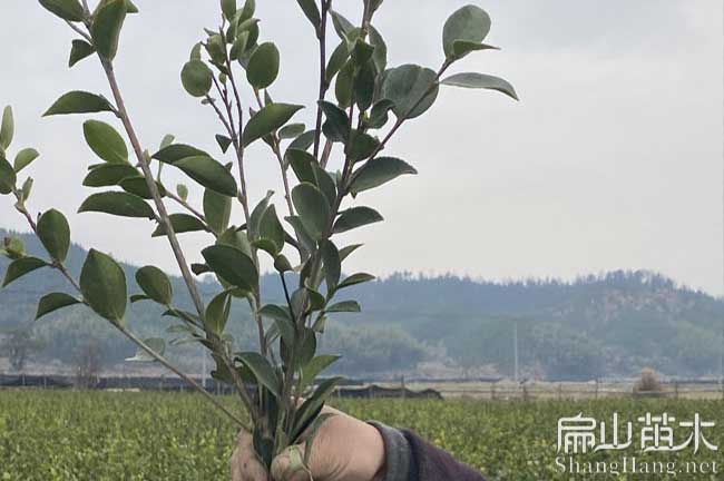 揚州油茶苗栽培