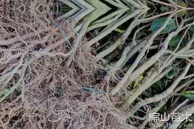 遂寧大果油茶苗批發