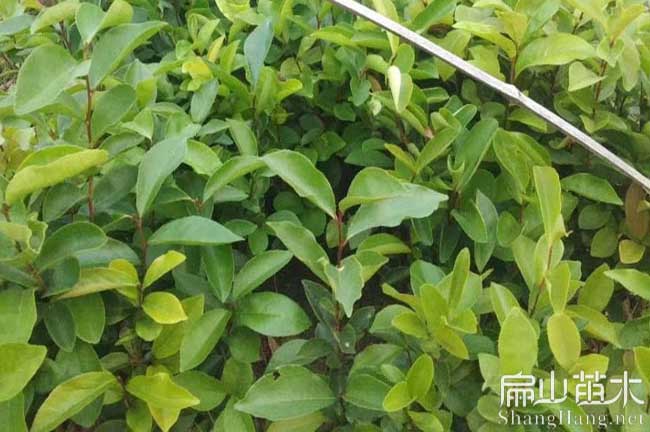 惠安茶樹苗批發