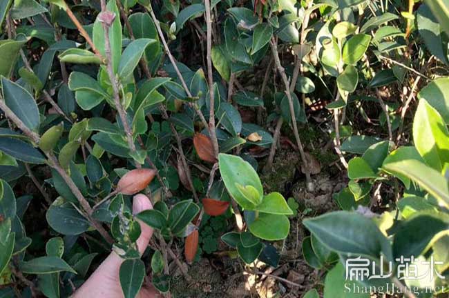 海滄油茶苗批發