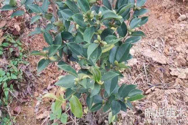 改良油茶苗施肥