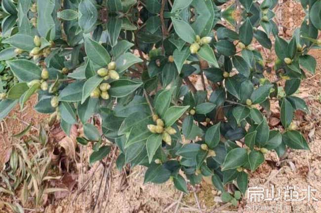 三明油茶苗批發貨到清流龍津寧化茶樹苗沙縣將樂尤溪種植