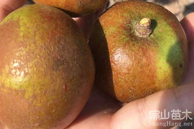 江西油茶苗批發