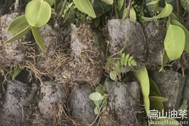 銅鼓油茶杯苗批發